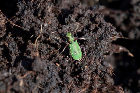Green tiger beetle,