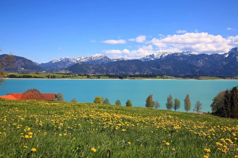 Lake Forggensee in the Koenigswinkel with the Alps in the background. Fuessen, Ostallgaeu