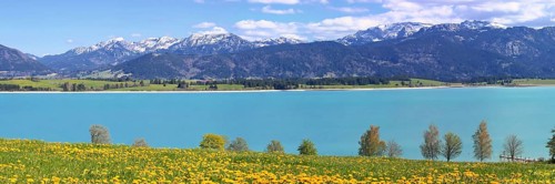 Lake Forggensee in the Koenigswinkel with the Alps in the background. Fuessen, Ostallgaeu