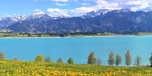Lake Forggensee in the Koenigswinkel with the Alps in the background. Fuessen, Ostallgaeu