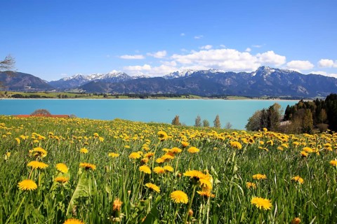 Lake Forggensee in the Koenigswinkel with the Alps in the background. Fuessen, Ostallgaeu