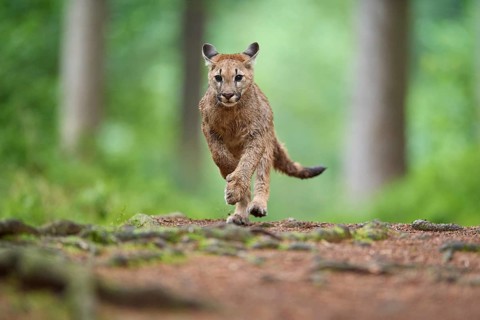 Cougar, Mountain Lion