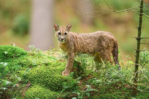 Cougar, Mountain Lion