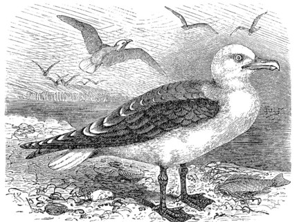Lesser black-backed gull,