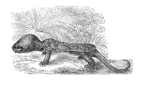 Big-headed turtle,