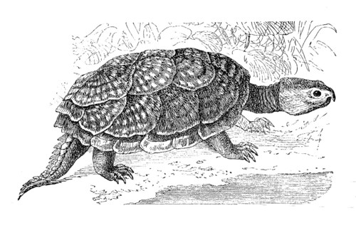 Common snapping turtle,