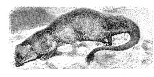 Egyptian mongoose,