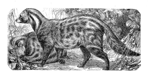Malabar large-spotted civet cat, Viverra civetta