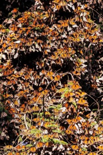 Millions of Butterflies covering trees in the Unesco site Monarch Butterfly Biosphere Reserve, El Rosario
