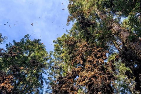 Millions of Butterflies covering trees in the Unesco site Monarch Butterfly Biosphere Reserve, El Rosario