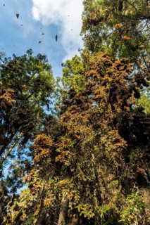 Millions of Butterflies covering trees in the Unesco site Monarch Butterfly Biosphere Reserve, El Rosario
