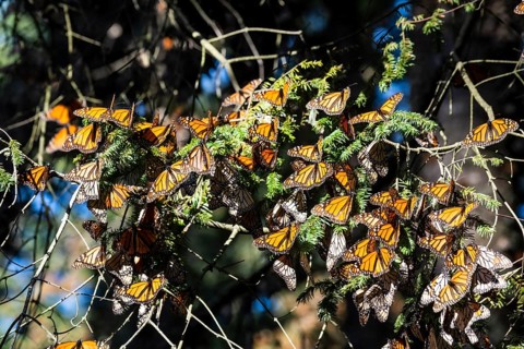 Millions of Butterflies covering trees in the Unesco site Monarch Butterfly Biosphere Reserve, El Rosario