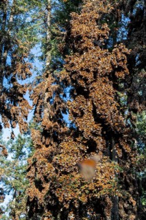 Millions of Butterflies covering trees in the Unesco site Monarch Butterfly Biosphere Reserve, El Rosario