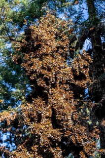 Millions of Butterflies covering trees in the Unesco site Monarch Butterfly Biosphere Reserve, El Rosario