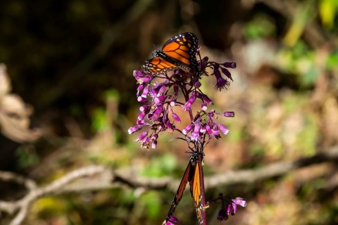 Close up from a Monarch butterfly,