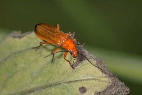 Common red soldier beetle,