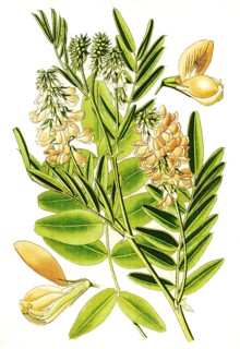 Galega officinalis, Goats rue
