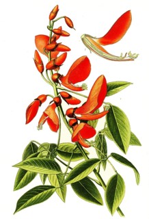 Coral tree,