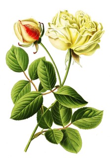 Tea Rose Gloire de Dijon, Tea Rose