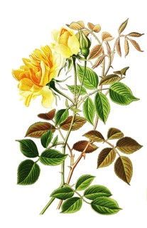 Noisette Rose William Allen Richardson, Historical
