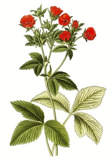 Dark crimson cinquefoil,