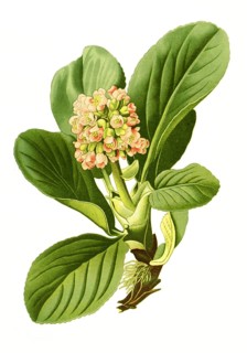 Saxifrage,