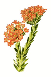Scarlet crassula,