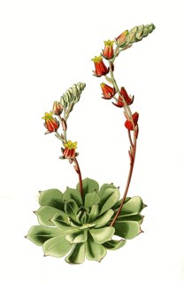 Cotyledon secunda, var glauca. Thickleaf