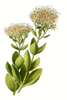 showy stonecrop,
