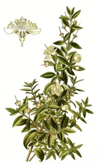 Myrtus cummunis, Myrtle. Bridal Myrtle and Common Myrtle