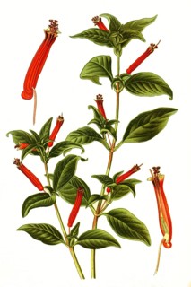 Cuphea ignea. Cigarette flower or cigarette fuchsia, quiver flower