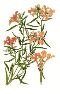 Clarkia pulchella, pinkfairies