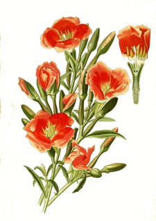 Cenothera amoena, Godetia