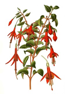 Fuchsia gracilis, globosa