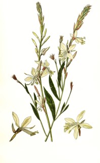 Gaura evening-primrose,