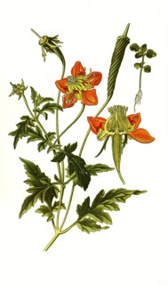 Loasa lateritia, Red-flowered Loasa. Loasa is a genus of plant within the family of the flower nettle family