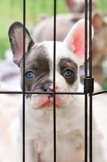 Sad young French Bulldog dog puppy behind bars,