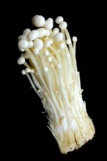 Flammulina, Syn Collybia velutipes