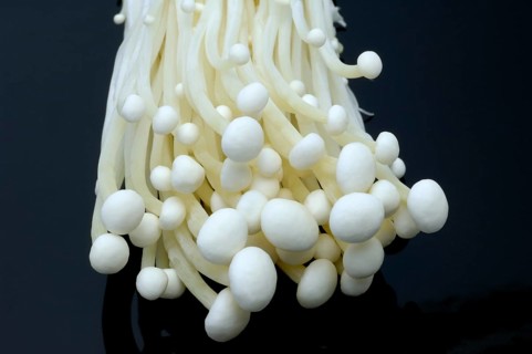 Flammulina, Syn Collybia velutipes