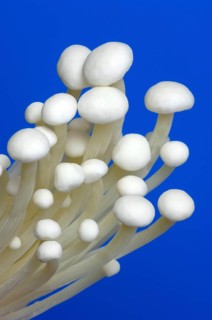 Flammulina, Syn Collybia velutipes