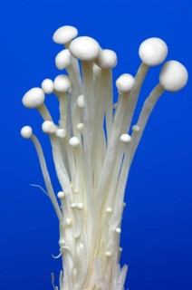Flammulina, Syn Collybia velutipes
