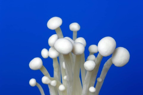 Flammulina, Syn Collybia velutipes