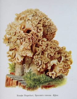Mushroom, curly goatee