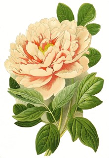 Paeonia moutan, Tree Peony