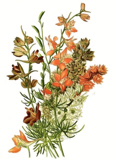 Ajacis orientale, Larkspurs