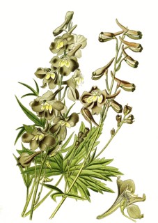 Delphinum, hybrid larkspur