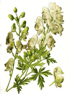 Monkshood, aconite