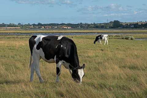 Cows in the pasture, Graswarder peninsula