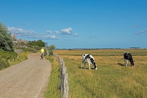 Cows in the pasture, cyclist