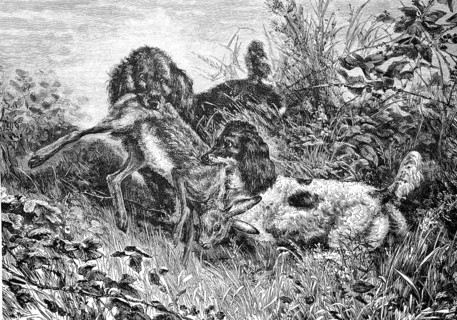 Two hunting dogs fighting over a shot hare, who found it first
